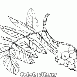 Ramificación del serbal