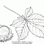 Frutas y hojas de castaño