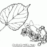 Limas Follaje