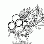 Juniper en flor