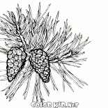 Árbol de pino en flor