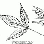 Leaf y las semillas de ceniza