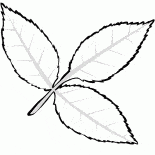 Cenizas Leaf