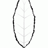Hoja de cerezo