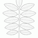 Rowan hoja