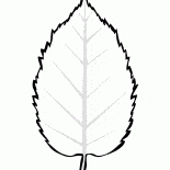 Hoja de aliso