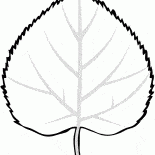 Hoja de tilo