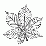 Hojas de castaño