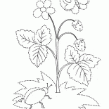 Floraciones fresa verano