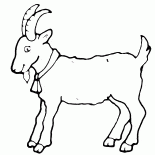 Cabra - un símbolo del año
