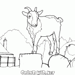 Cabra gigante
