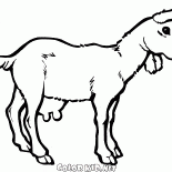 Cabra joven en una caminata