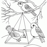 Aves en un alimentador