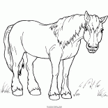 Caballo de paseo