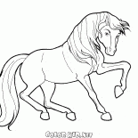 Caballo en movimiento