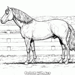 Caballo en una granja