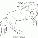 Caballo Zealous