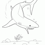 Tiburón