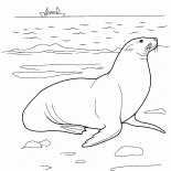 León marino