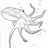 Pulpo en el Océano