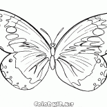 Una mariposa vuela en el aire