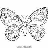 Mariposa en vuelo
