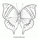 Mariposa de Primavera