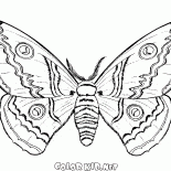 Mariposa en el otoño