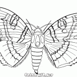 La mariposa y el verano