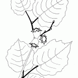 Avellana