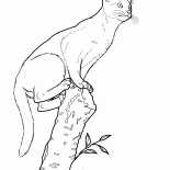 Gato abisinio