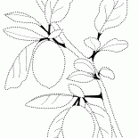 Limón