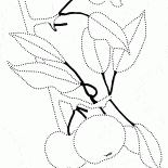 Ramificación del manzano