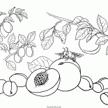 Melocotón, albaricoque, ciruela