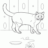 Gato domestico