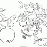 Manzano de la fruta