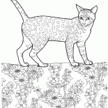 Mau egipcio