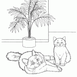 Gato birmano