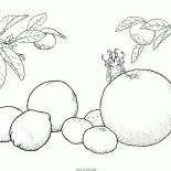 Fruta cítrica