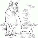 Gato de Bombay