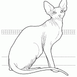Sphynx canadiense