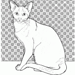 gato siames
