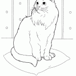 Gato siberiano
