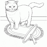 Gato Exótico