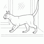 gato siames
