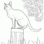 Gato Singapur