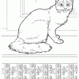 Gato somalí