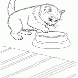 Gato javanés