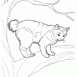 Bobtail japonés