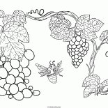 Grapevine